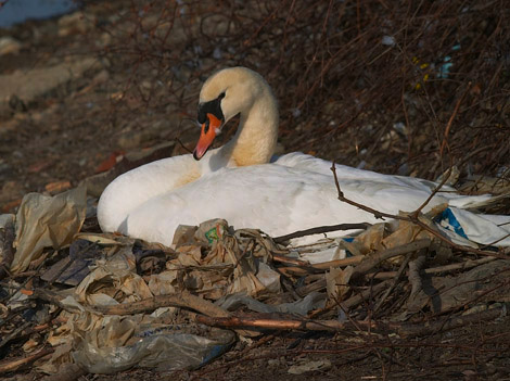 A Fine Nest