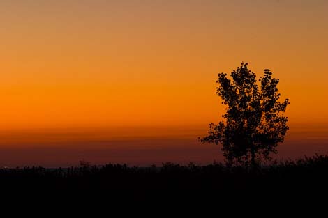 lone tree