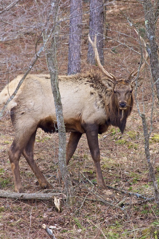 I still have antlers