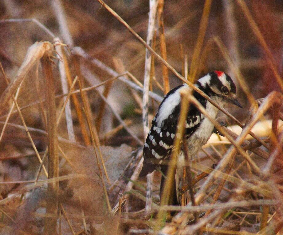 woodpecker